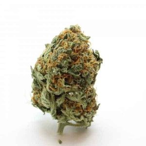 Shop for Girlscout Cookies Hybrid on the Web