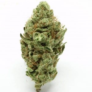 Best place to buy Oregon Golden Goat online