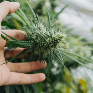 SATIVA